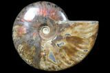 Flashy Red Iridescent Ammonite - Wide #81849-1